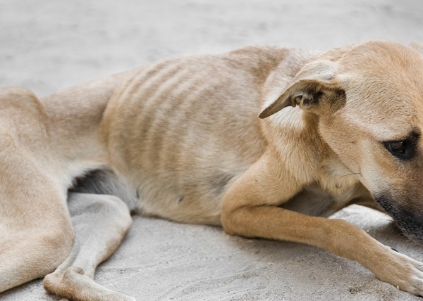 Como saber se meu pet está abaixo do peso ideal?