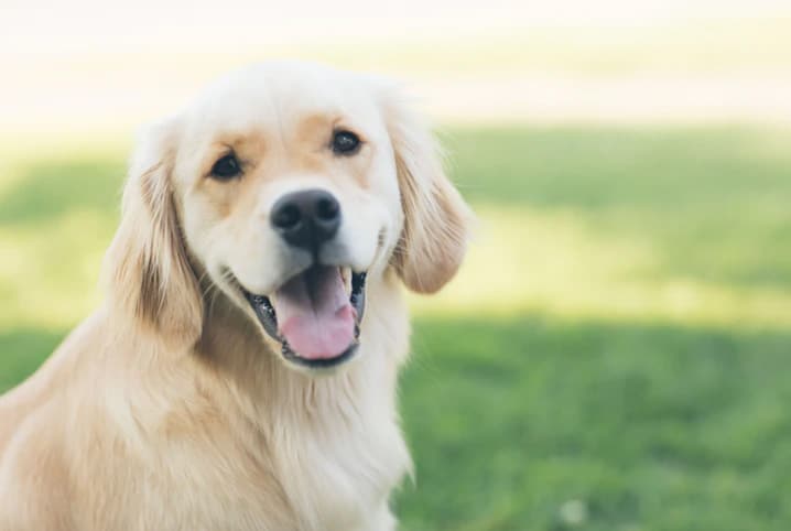 Dicas para tratar cachorro espirrando