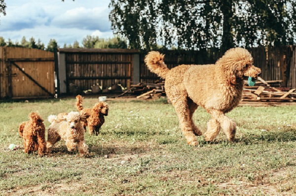 Diferenças entre o Poodle Toy e o Poodle Gigante