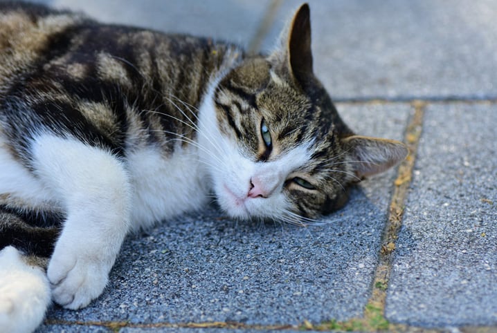 Gato de rua: 5 dicas para adotar um novo amigo