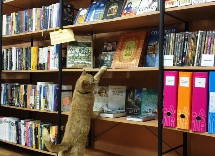 Gato é contratado por biblioteca na Rússia