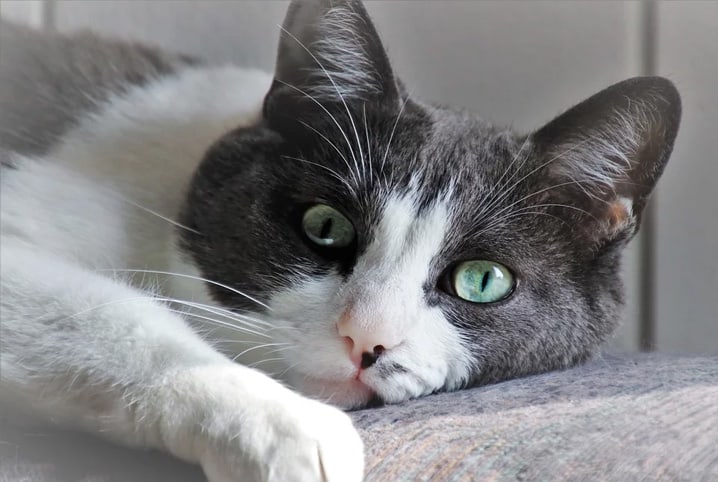 Gato urinando sangue: o que fazer?