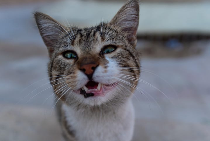 Confira essas opções de nomes engraçados para gatos | Petz