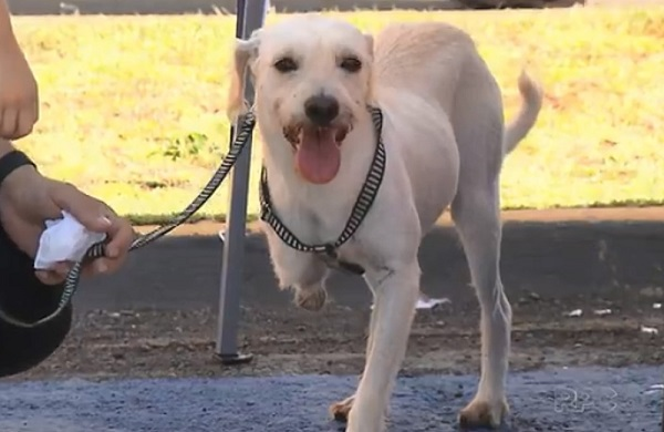 Menino deficiente adota cão sem uma pata