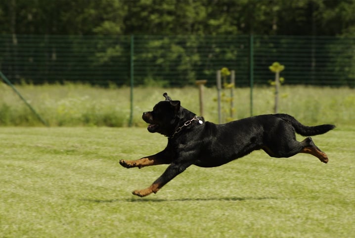 Nomes para Rottweiler: mais de 400 opções de apelidos incríveis