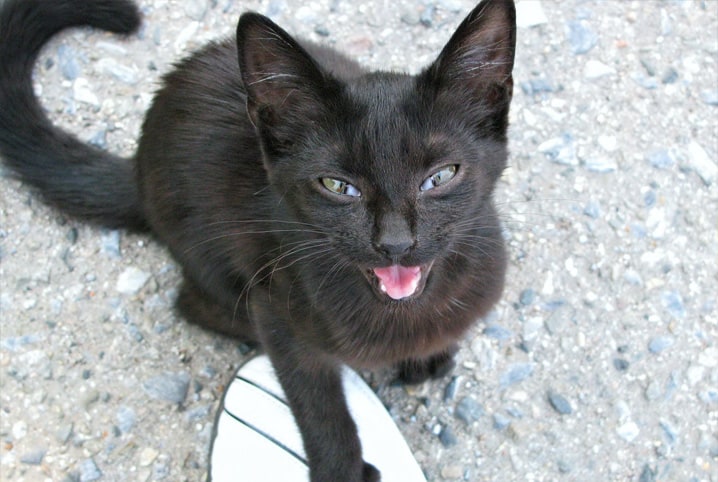 O gato não para de miar? Descubra o que pode ser!