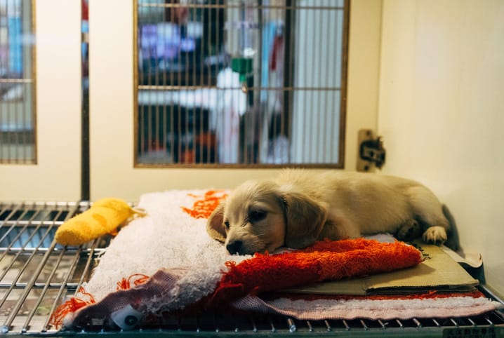 O que fazer em caso de mordida de morcego em cachorro