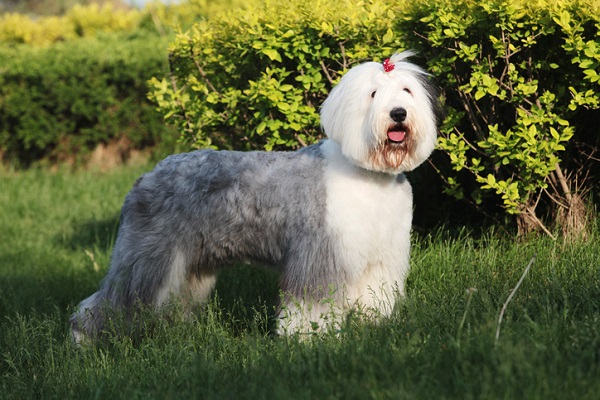 Old English Sheepdog – Principais doenças