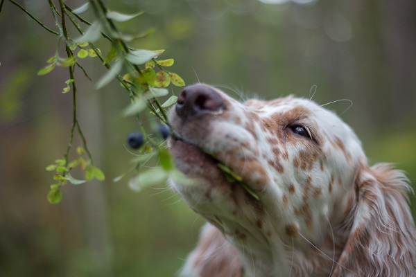 Os benefícios do blueberry para cachorro