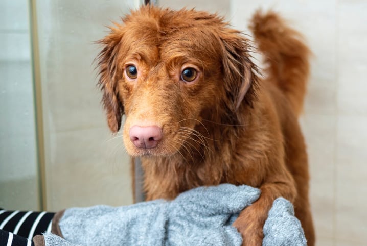 Pode dar banho em cachorro com detergente?