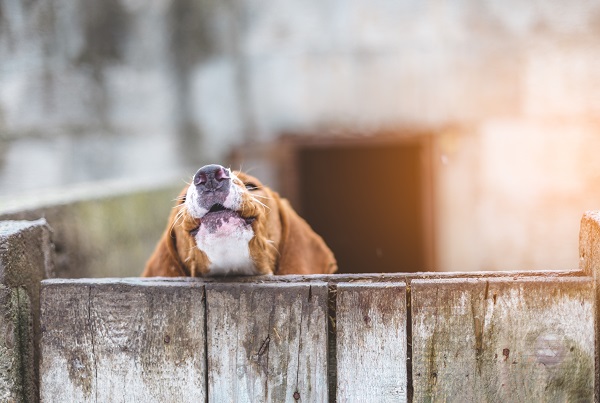 Por que alguns cachorros uivam? Conheça três motivos