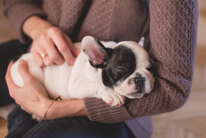 Primeiros socorros em animais: saiba como fazer