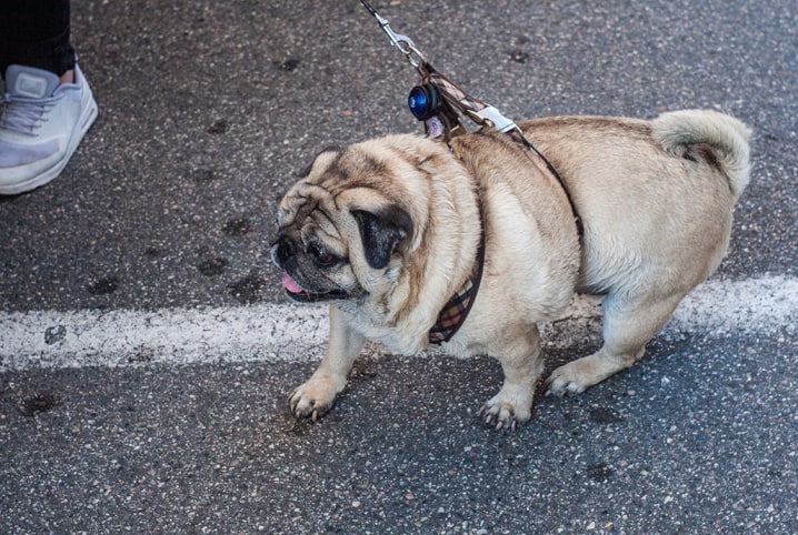 Qual a melhor ração para cachorro emagrecer? Descubra!