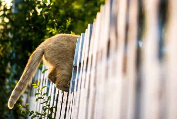 Rabo do gato: entenda mais sobre a “linguagem secreta” dos bichanos