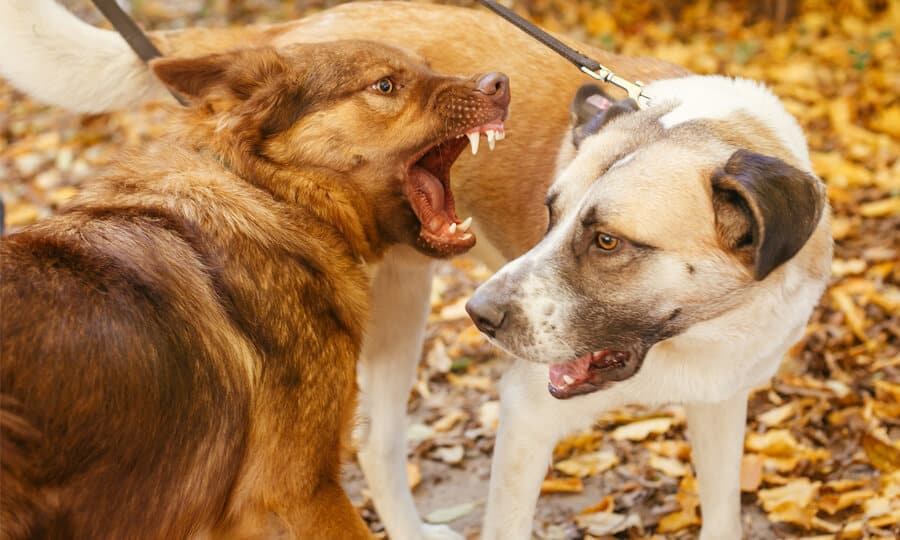 Saiba Como Evitar Mordida De Cachorro Em Outro E O Que Fazer Nessa Situa O Revista Meu Pet