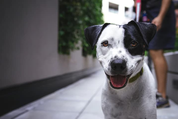 Sarda em cachorro: saiba mais sobre essa condição inusitada