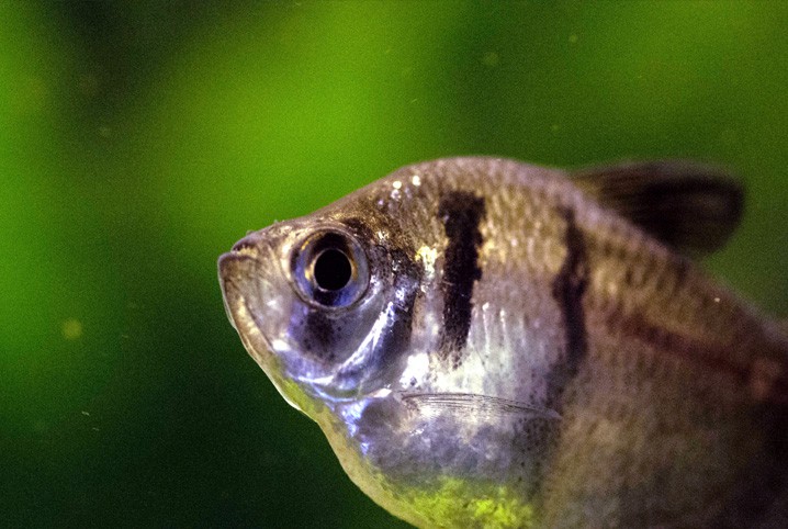 Tetra negro: tudo que você precisa saber sobre esse peixe