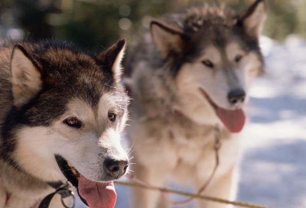 Três cães de grande porte raros no Brasil