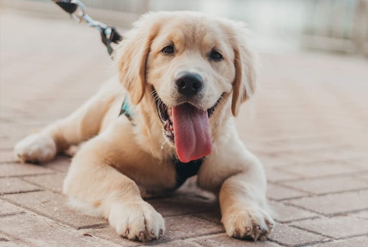 Vacina de cachorro: quando e por que imunizar o seu amigo