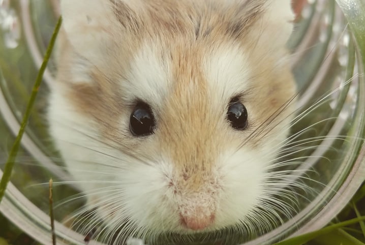 Você sabe quanto tempo vive um hamster?