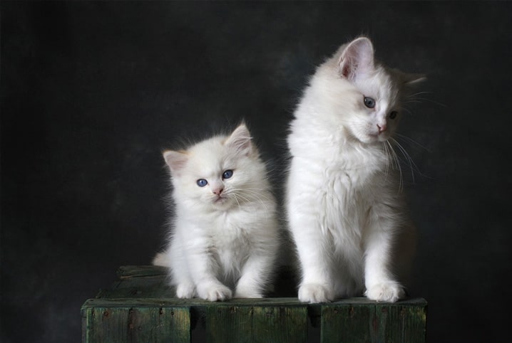 3 cuidados especiais com gato branco