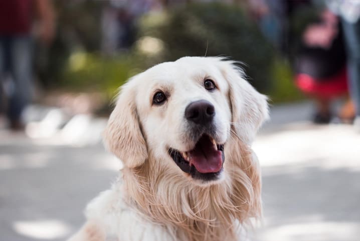 Aprenda como tirar pelos mortos de cachorro