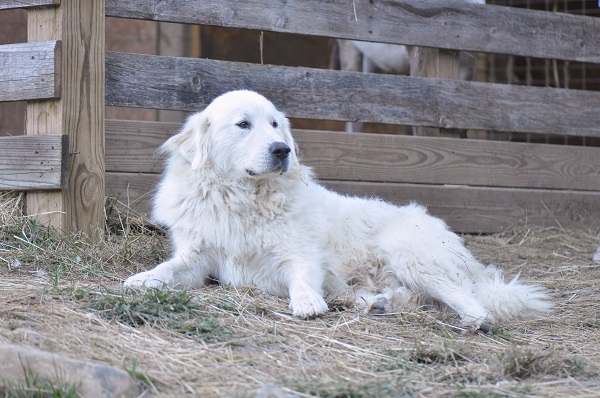 As melhores raças de cães para quem curte a vida rural