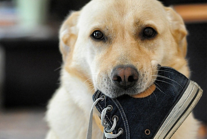 As sete raças de cachorros mais carinhosos