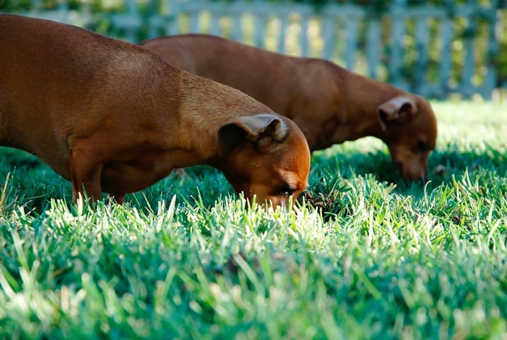 Cachorro comendo mato faz mal? Confira a resposta dessa dúvida