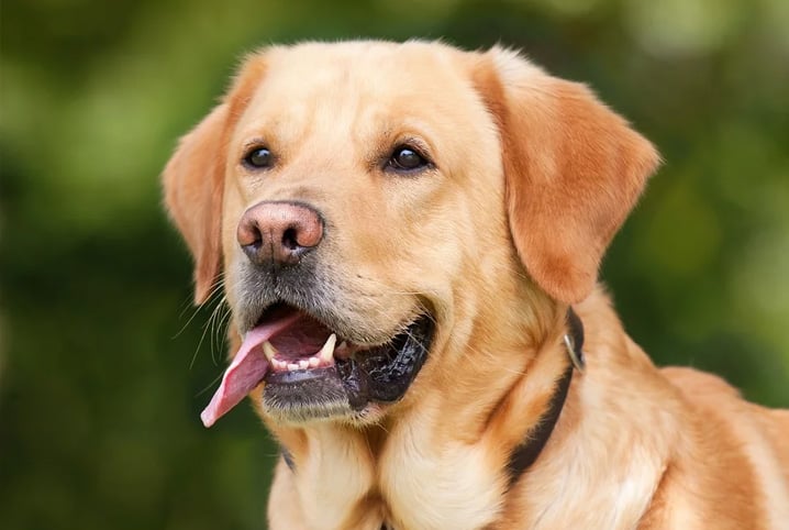 Cachorro não bebe água? Saiba o que fazer!