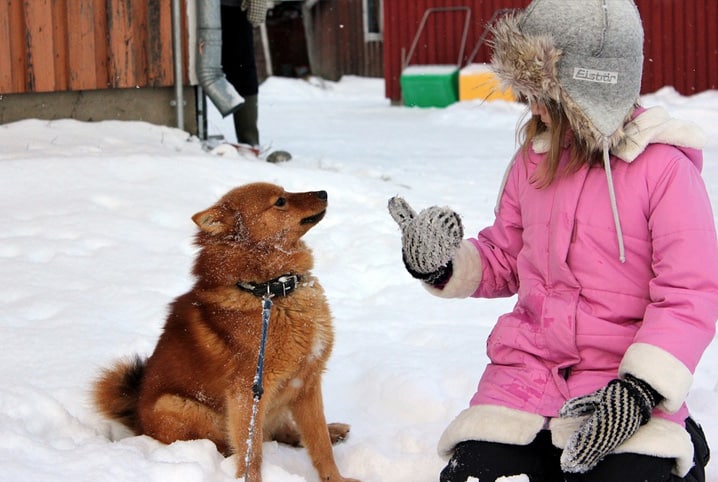 Cachorro que parece raposa: confira as 4 raças mais parecidas