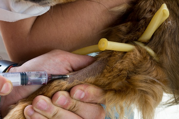 Cão bombeiro se destaca por ter salvado vidas de outros pets