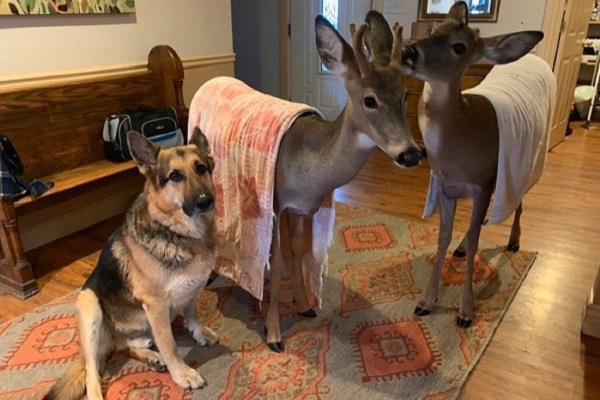 Cão vira “babá” de animais selvagens órfãos