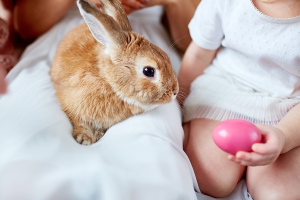 Cinco motivos para ter um coelho como pet