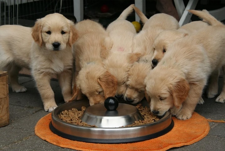 Como mudar a ração do cachorro sem transtornos