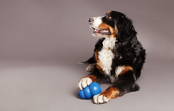 Confira nossa lista de brinquedos recheáveis para cães