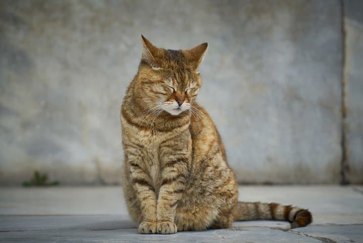 Cuidados essenciais com gato idoso