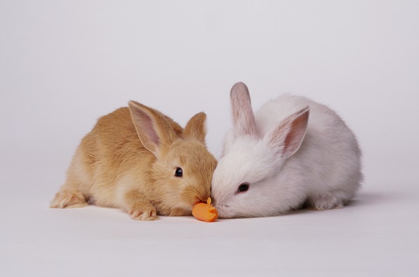 Cuidados que todo pai ou mãe de coelho deve ter com o pet