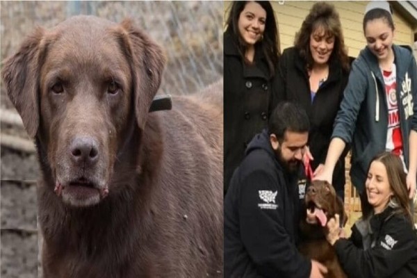 Família reencontra cachorro depois de cinco anos