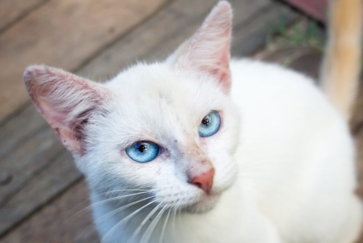 Saiba como escolher nomes para gato branco