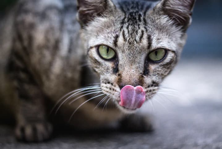 Gato pode comer alface? Descubra se as saladas são indicadas para os bichanos!