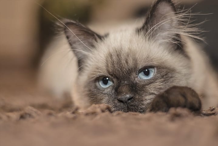 Leishmaniose em gatos: a doença também afeta bichanos? Descubra e saiba como proteger seu pet