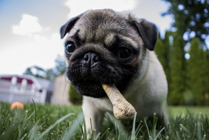 Melhor ração para Pug: saiba como alimentar seu cãozinho