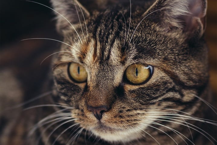 Meu gato não quer comer e nem beber água: confira 4 possíveis motivos