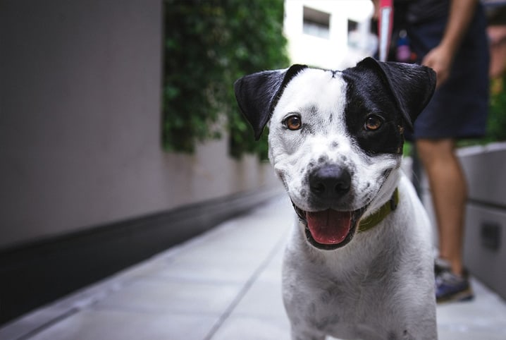 Meu primeiro cachorro: quais dicas preciso saber?