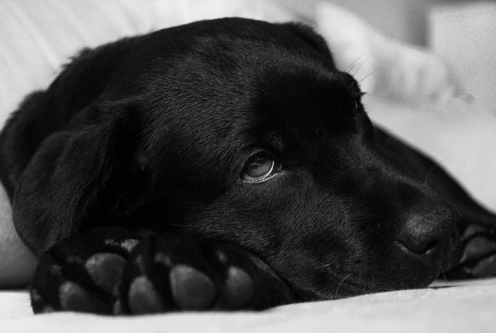 Parasitas de cachorro: saiba quais os mais comuns e o que fazer para evitar