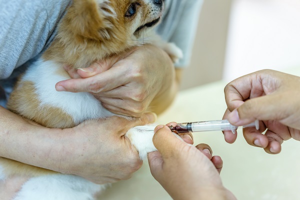 Pets podem salvar vidas doando sangue