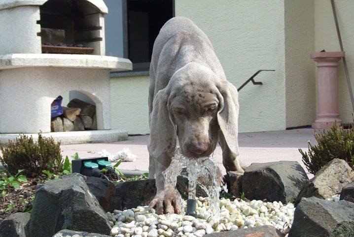 Cachorro pode beber água gelada? Descubra!