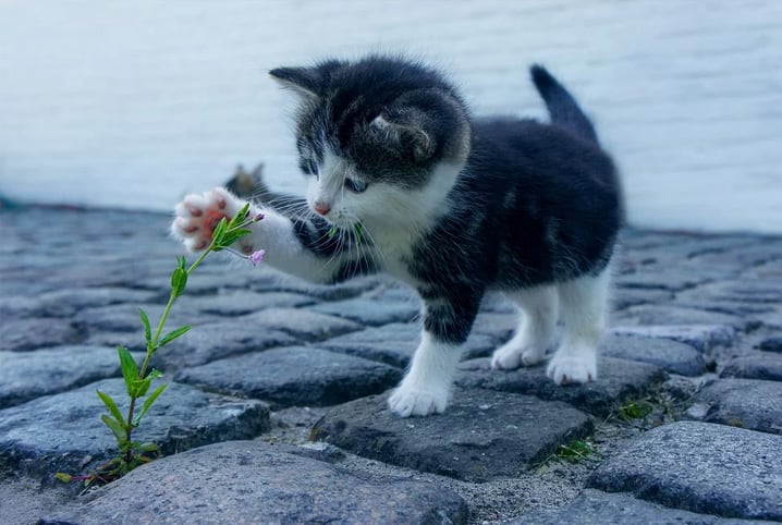 Qual é o menor gato do mundo? Conheça esta fofura e as raças de bichanos pequenos