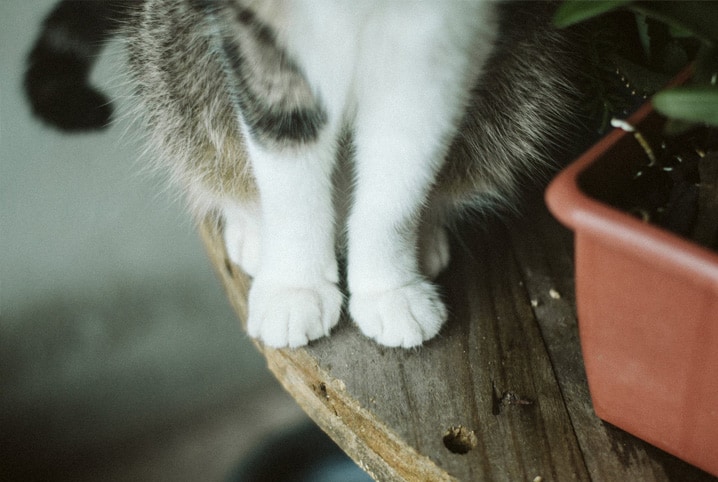 Saiba como se aproximar do bichano se você tem medo de gato